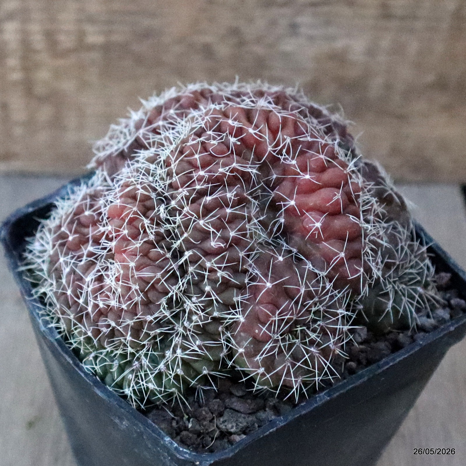D5667 GYMNOCALYCIUM BALDIANUM CRESTED pot10-H8-W11,5 cm MaMa Cactus