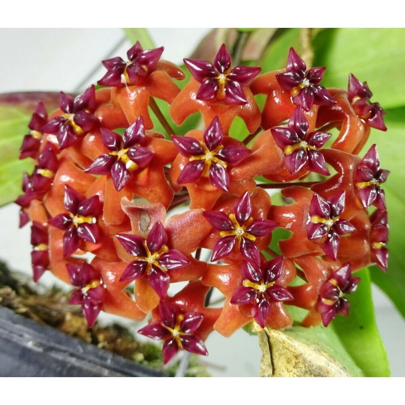 Hoya Bordenii Rare Plant