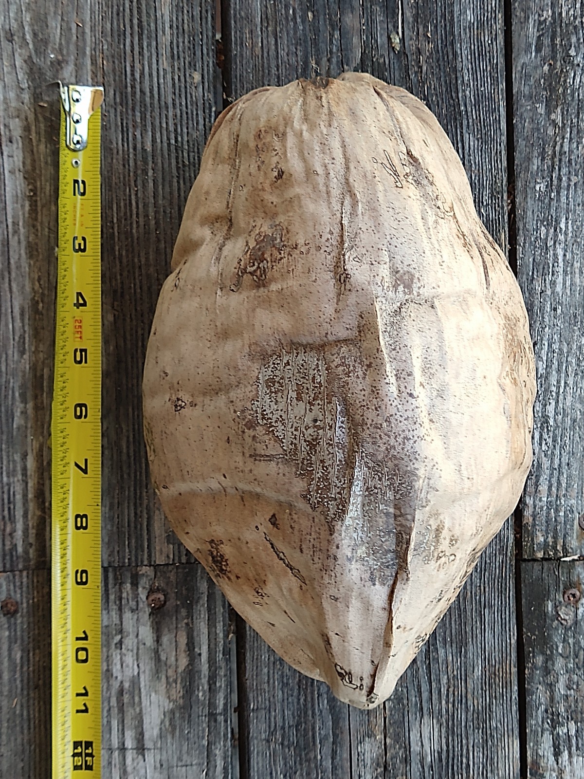 Huge 11″ Natural Dried Coconut Shell Whole Husk | XL Rustic Tiki Decor & Crafts
