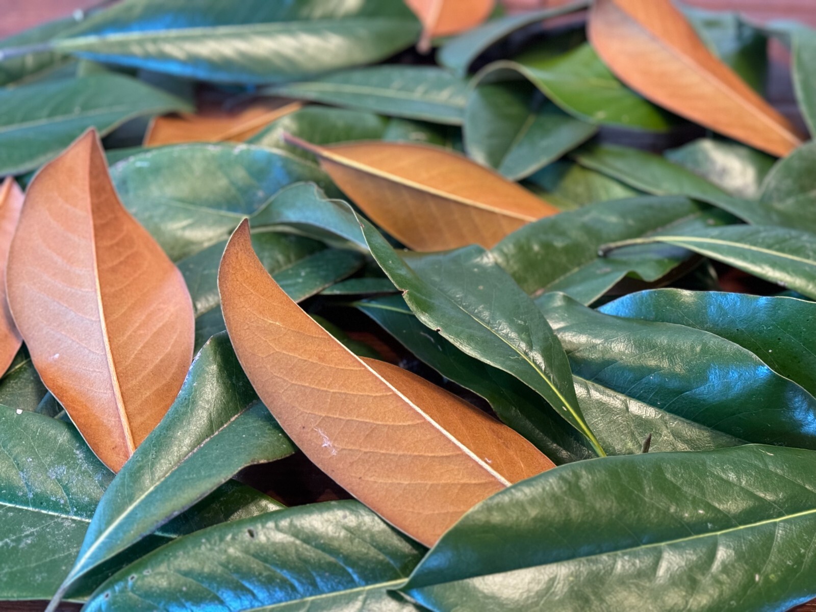 Fresh Magnolia Leaves for Wedding Decor, Table Centerpiece, Wreaths