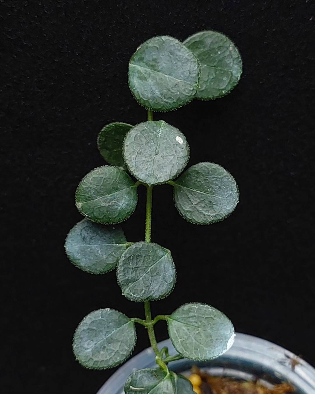 Hoya IM08 Mini Sp Papua Rare Tropical Wax Plant