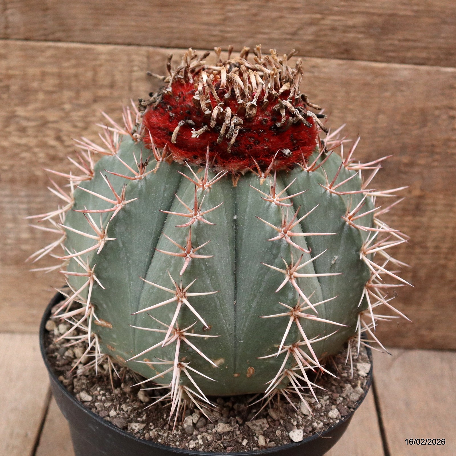 D7785 MELOCACTUS BAIENSIS pot18-H19-W18 cm MaMa Cactus