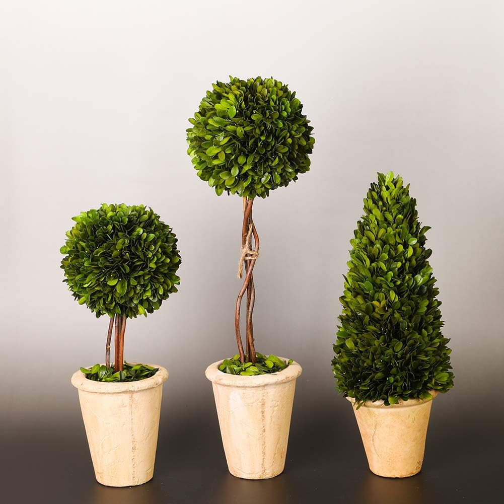 Real Preserved Yellow Evergreen Potted Tree Globe Tree Basin Territory Flower Po