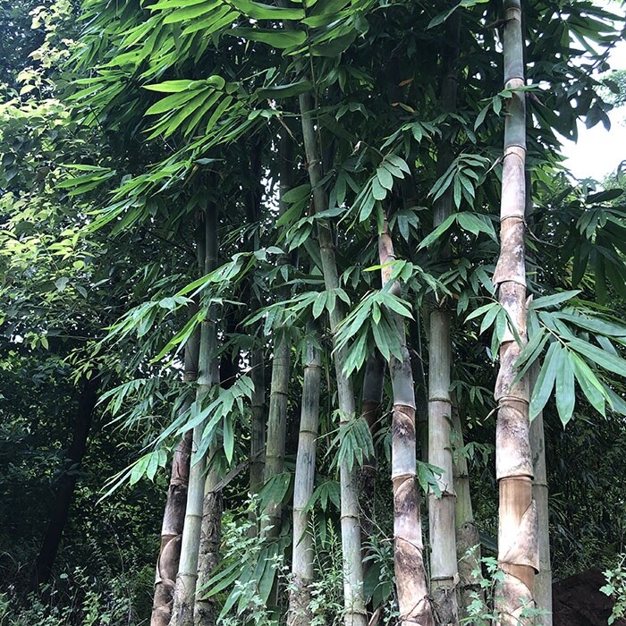 Giant asper bamboo 60seeds Black asper bamboo seeds