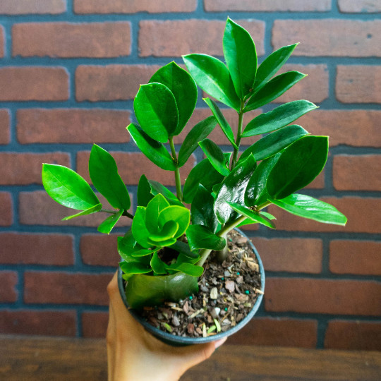 ZZ Plant with 6″ inch Potted Live Houseplant | Zamioculcas Zamiifolia