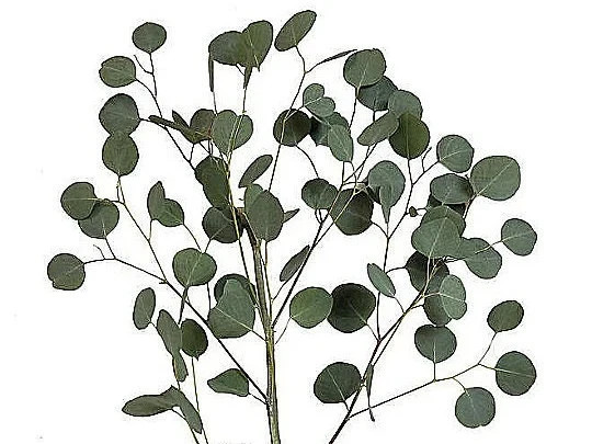 Silver Dollar Eucalyptus Stems, Dried Flowers, 10 Dry Eucalyptus Flower Stems