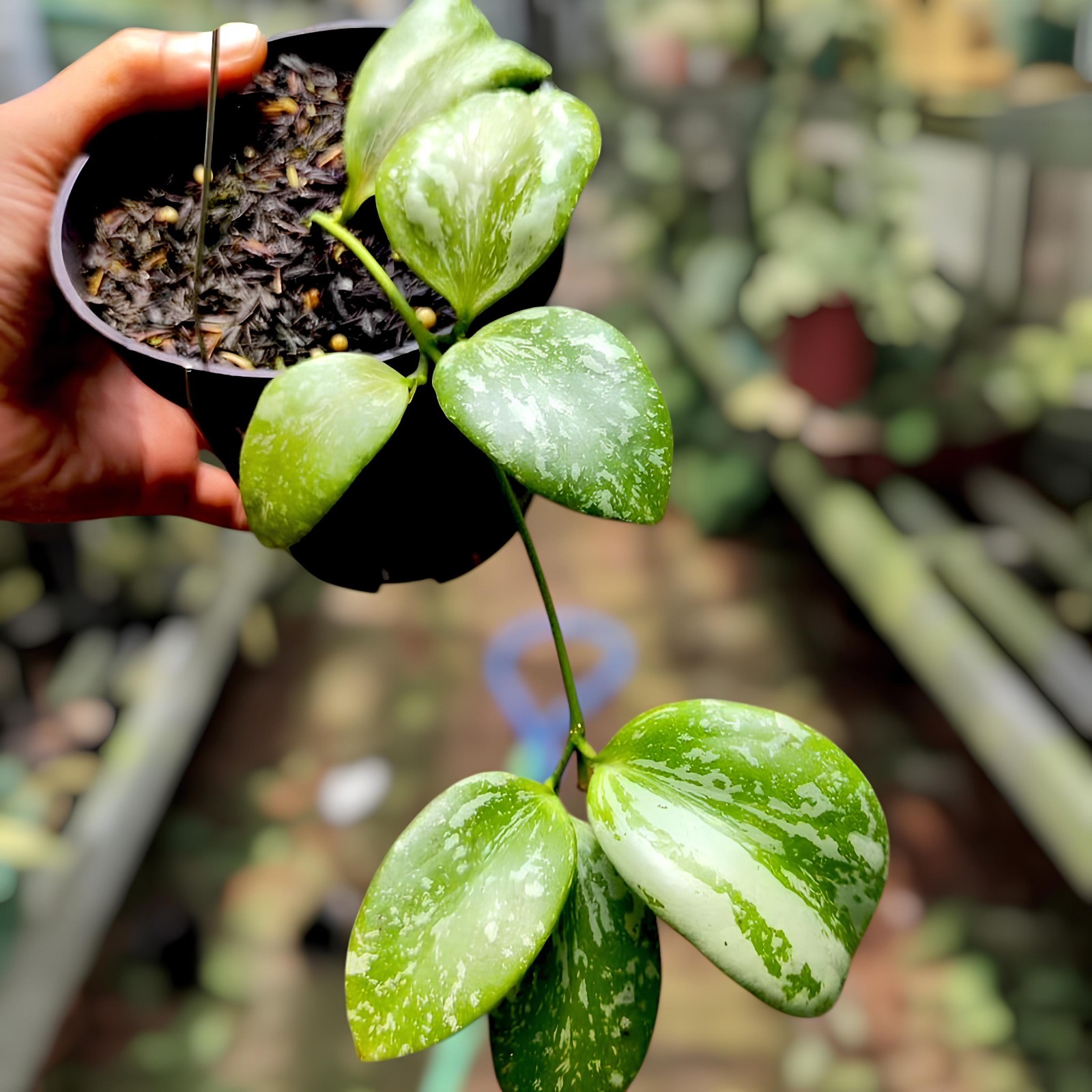 Hoya YH 001 Rare Uniqe Jungle Plant Jungle Plant