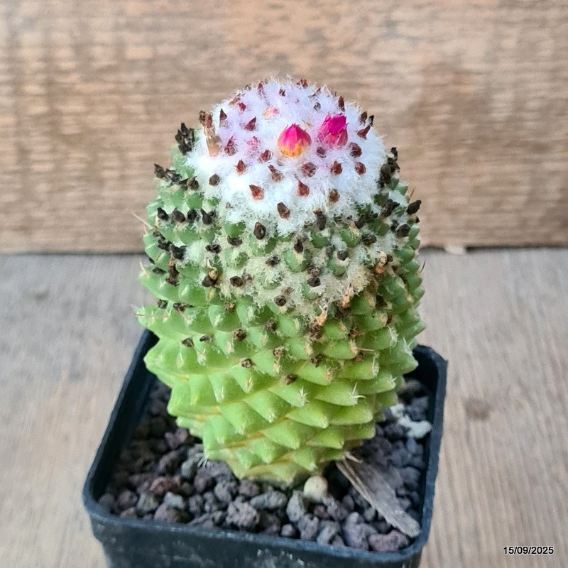 D6409 MAMMILLARIA POLYTHELE pot7-H11-W6 cm MaMa Cactus