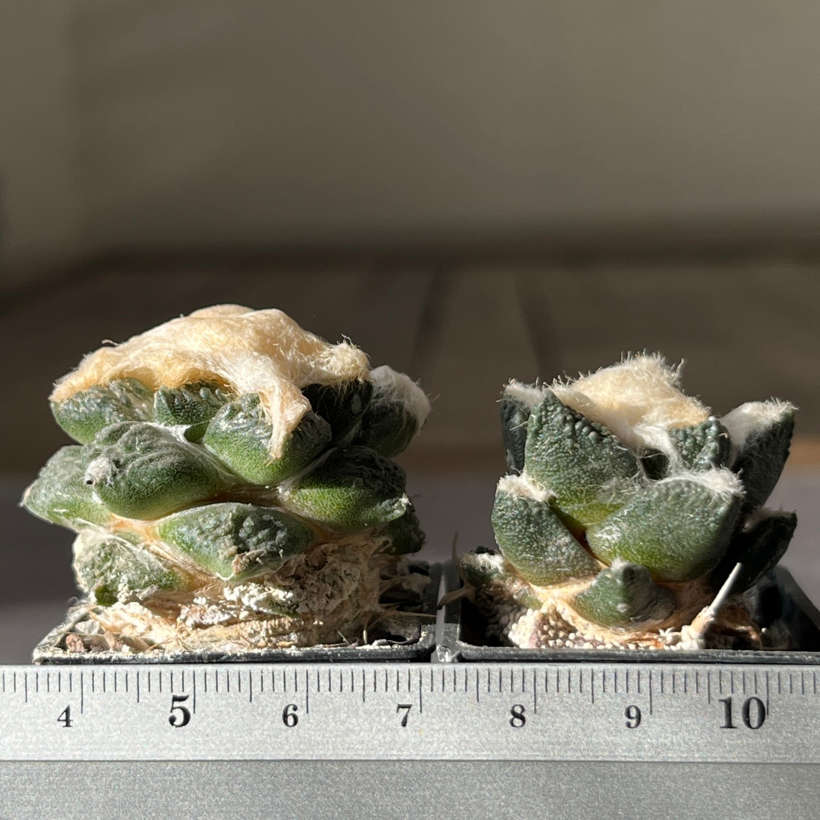 A7-4257 Cactus hybr (fiss x retusus) 2 pieces (Grafted)