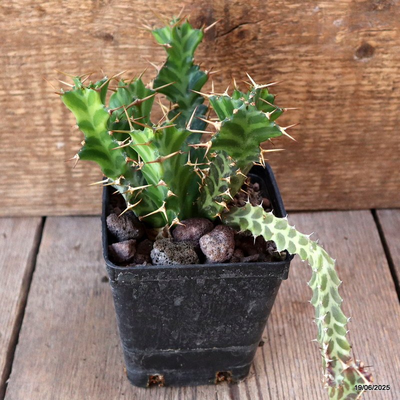 D4704 EUPHORBIA ENORMIS pot9-H13-W14 cm MaMa Cactus