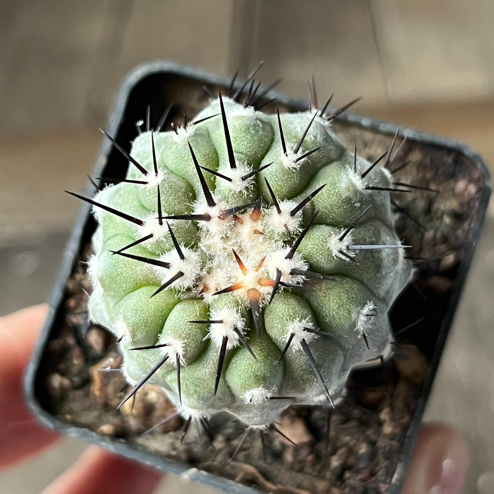 A3-147 Copiapoa columna-alba, CS29, Esmeralda, thick white, grafted