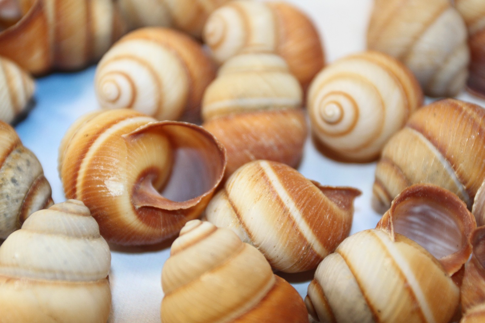 25-BROWN LAND SNAILS,Resin Crafts,Wreath Supply,mosaic supply,gifts SS-588