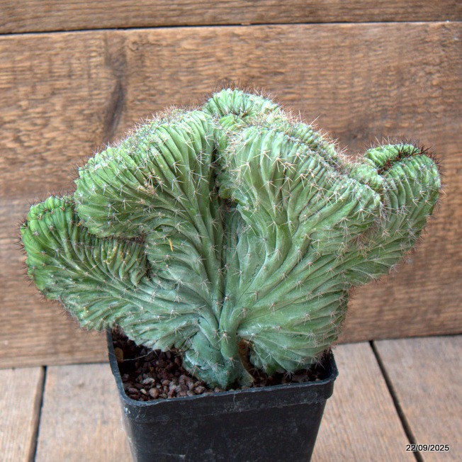 D6544 POLASKIA CHICHIPE CRESTED pot10-H16-W21 cm MaMa Cactus