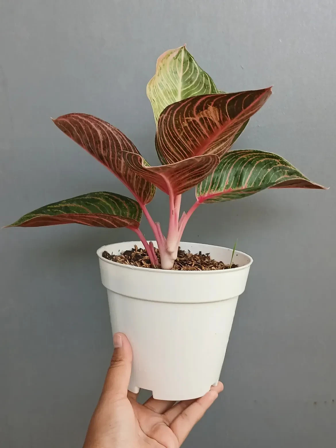 Aglaonema Golden Kresna Large Size Real Picture