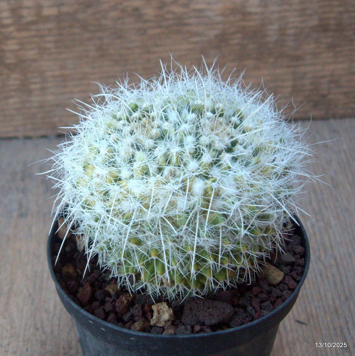 D6955 MAMMILLARIA NEJAPENSIS VARIEGATED pot10-H8-W9 cm MaMa Cactus