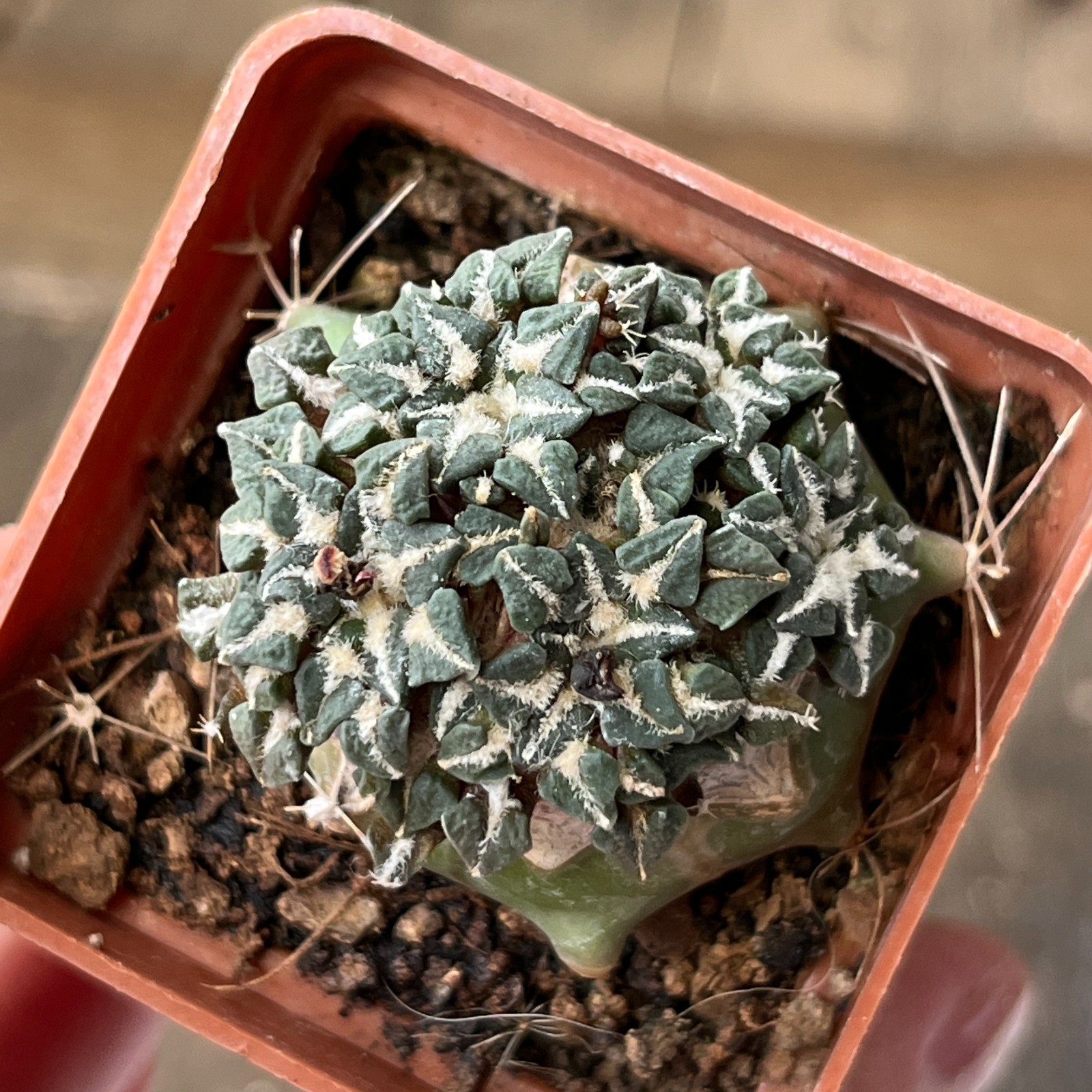 A33-170 Cactus kotschoubeyanus, VM220, Tula, Tam, grafted