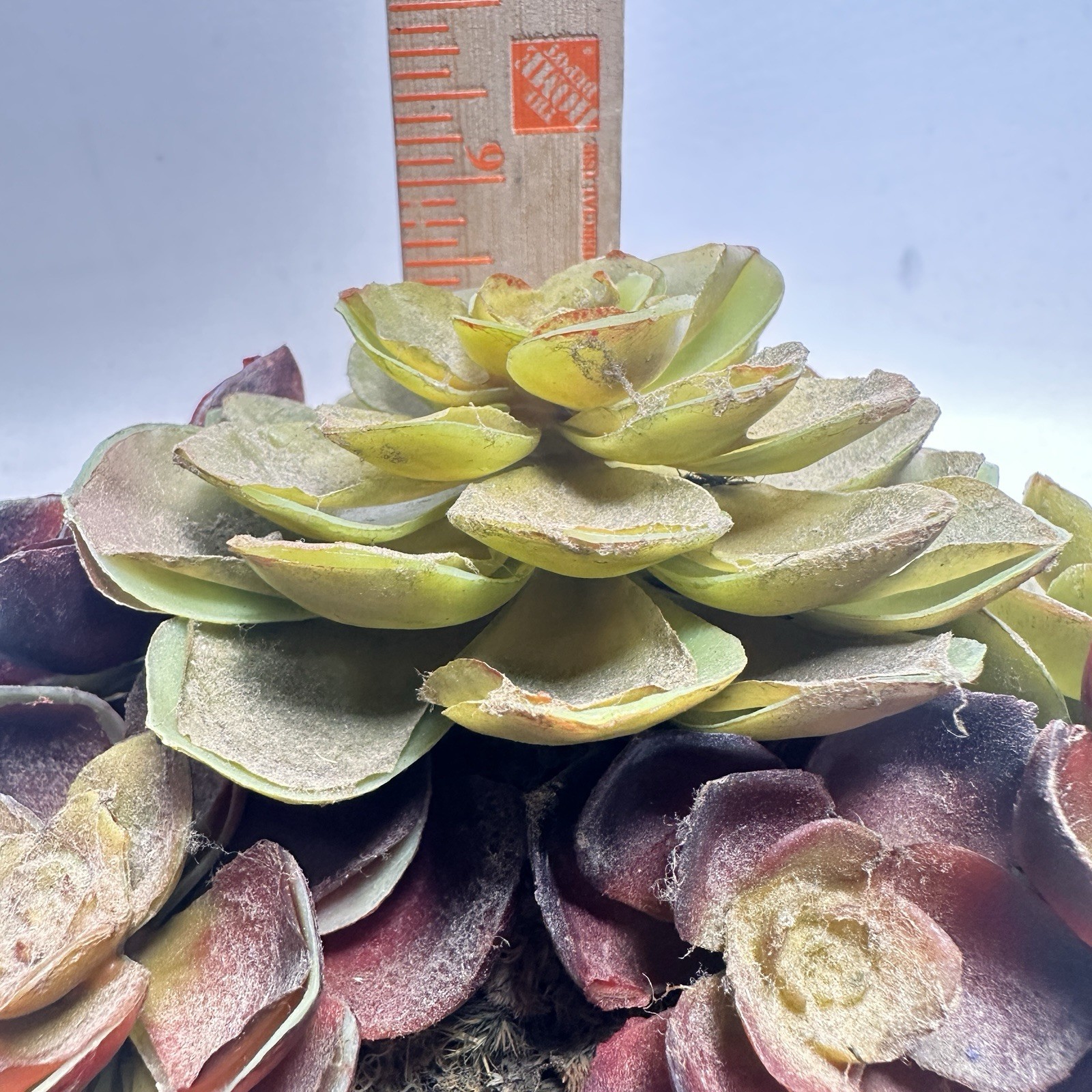 Faux Succulent Plants In Hammered Metal Container 5 In X 6 Inch Looks Real