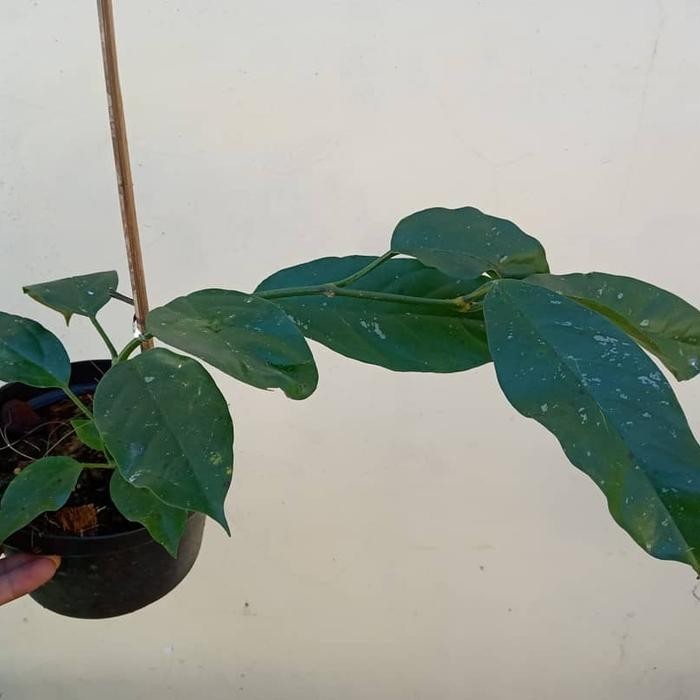 Hoya Lasiantha Sp Borneo Rare Tropical Wax Plant