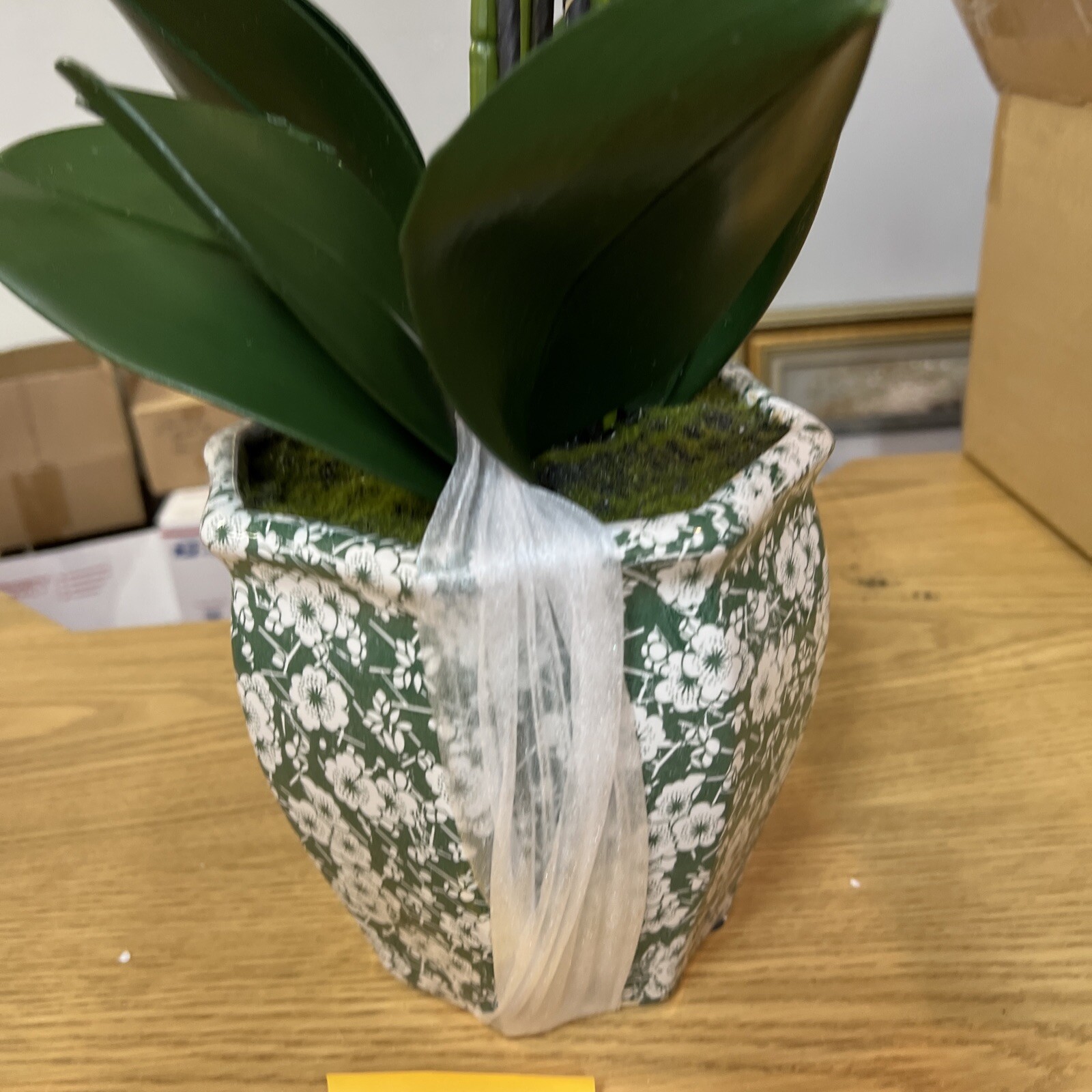 22″ Orchid Green White In Ceramic Pot Planter Valerie Parr Hill