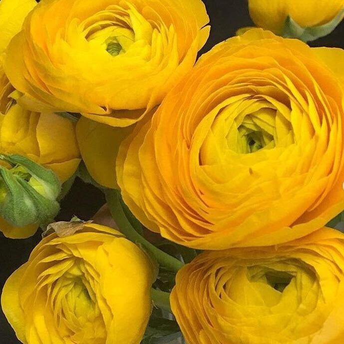 Ranunculus asiaticus ‘Tecolote Yellow’ Persian Buttercup Bulbs Tubers Deer and
