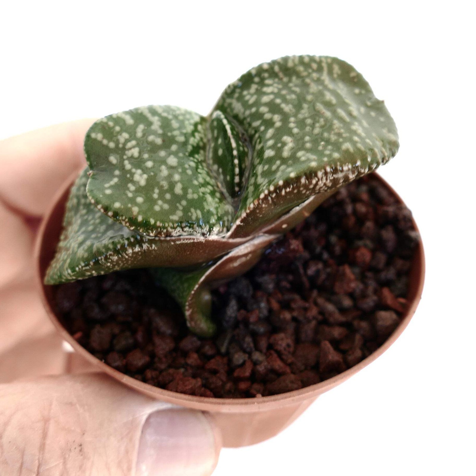 Gasteria armstrongii SUPER WHITE PEARL DWARF – Armstrong’s gasteria | Armstrong’