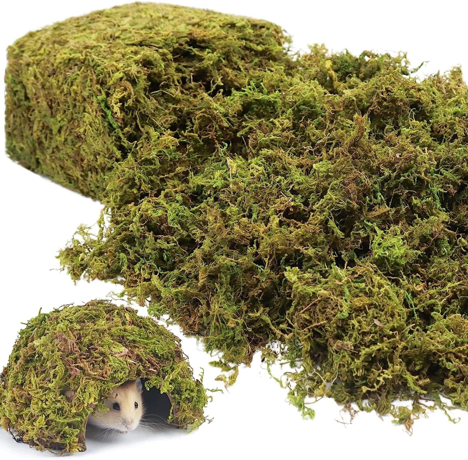 Soft and Textured 1.3LB Natural Moss for Fairy Gardens and Floral Displays