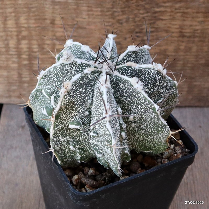 D4888 ASTROPHYTUM ORNATUM X HANNYA pot10-H9-W12 cm MaMa Cactus