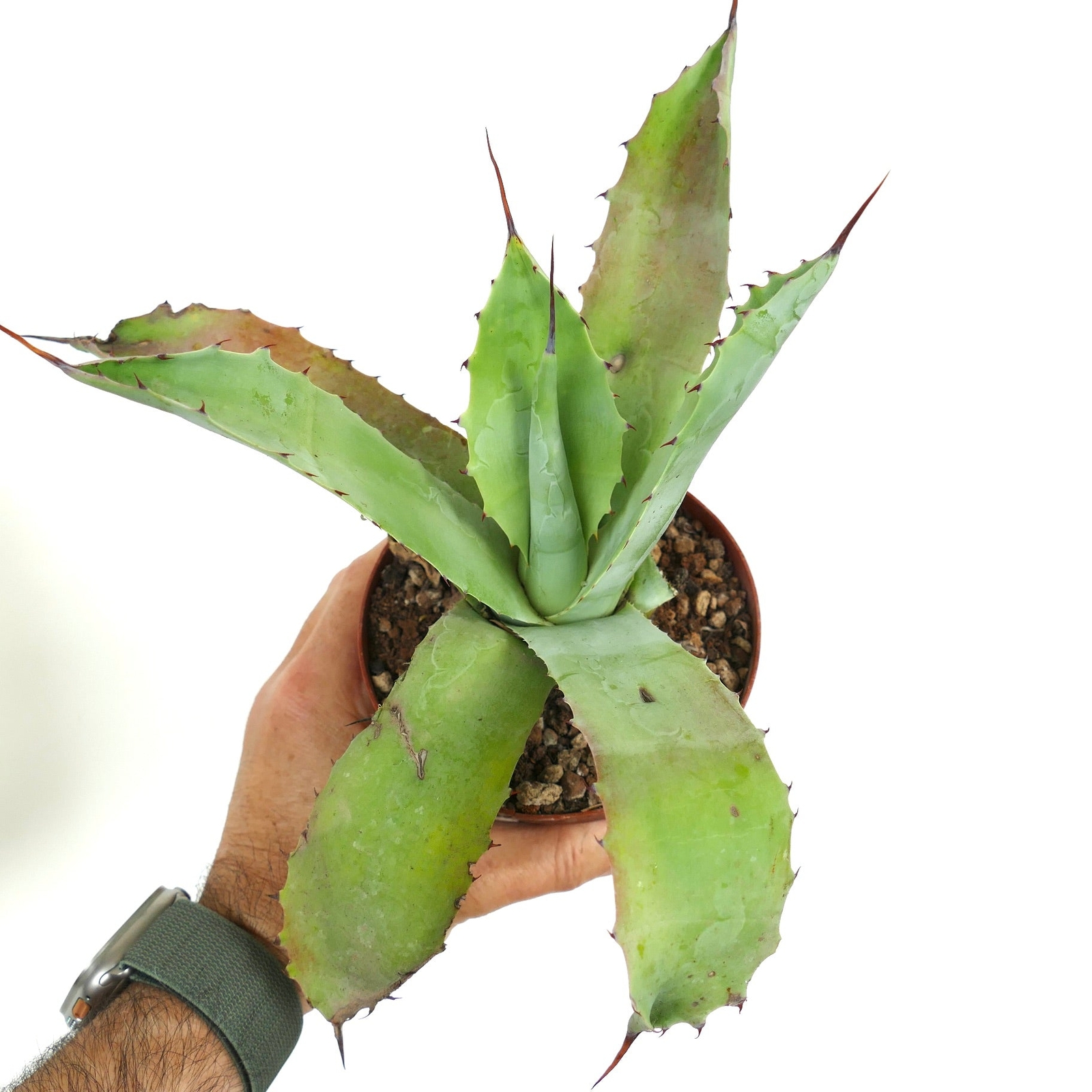 Agave americana X Agave eborispina W919 – Century plant hybrid | American agave