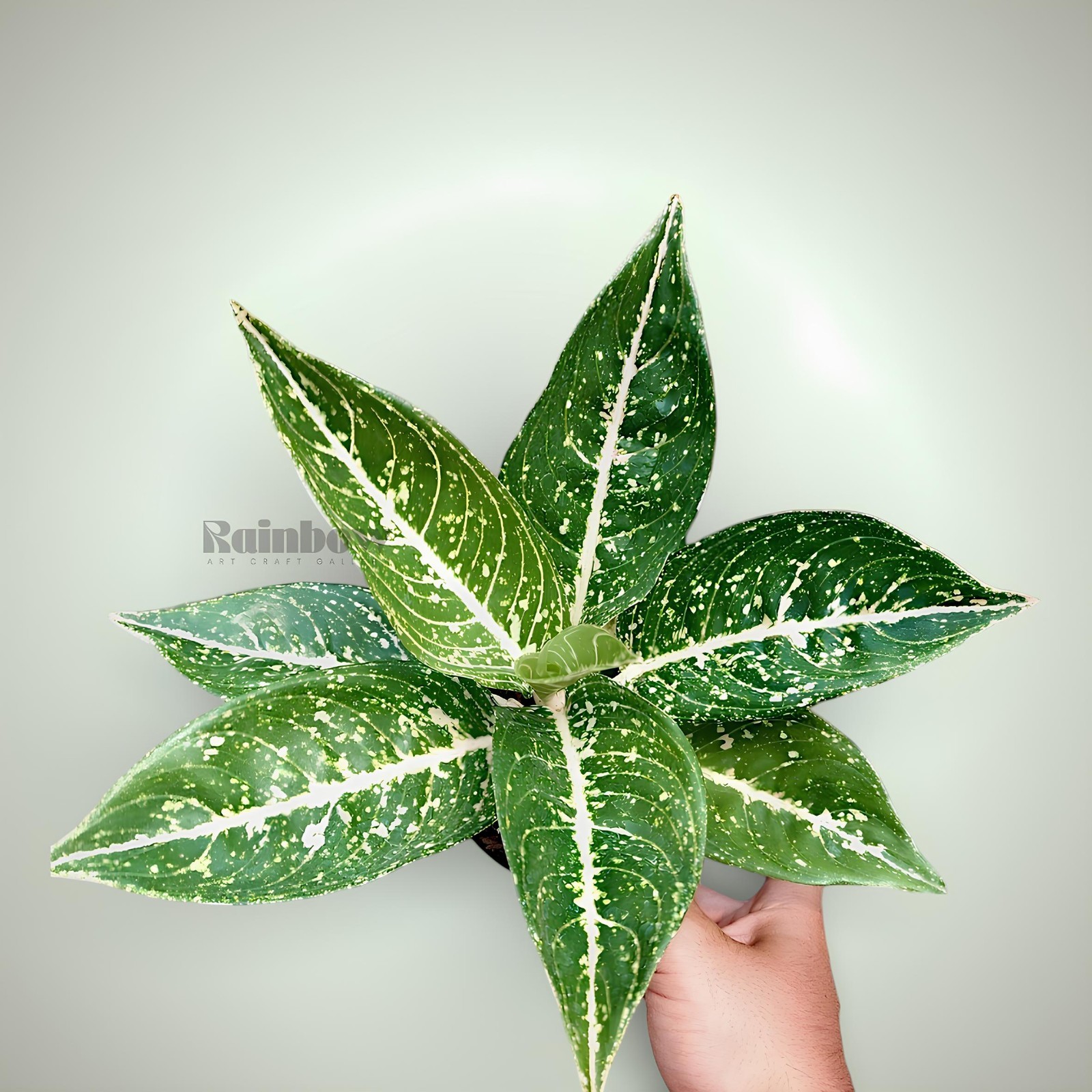 Aglaonema Mutiara Black Beatiful Ornamental Plant