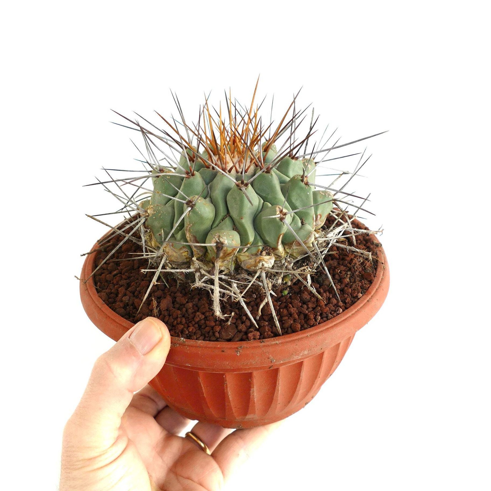 Thelocactus rinconensis LONG GOLDEN SPINES – Rincon cactus | Star cactus