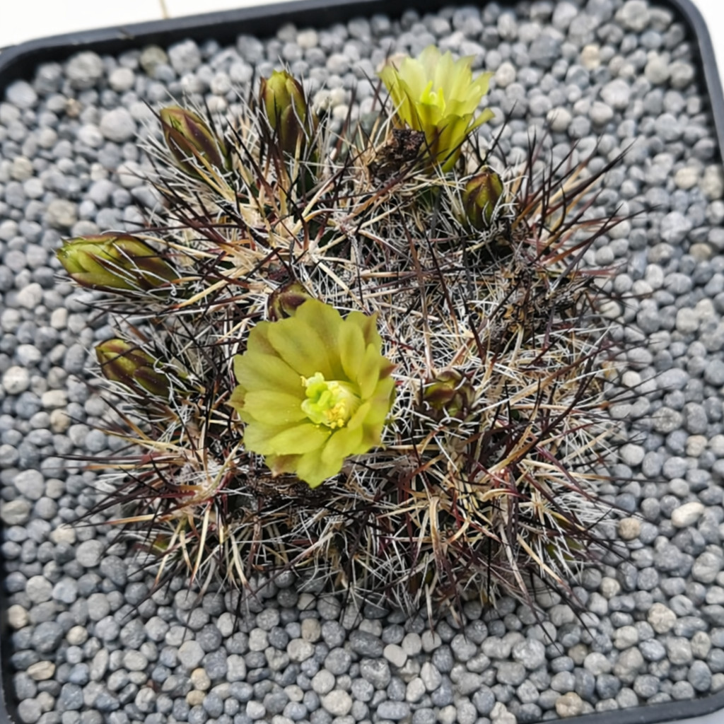 Echinocereus davisii 10 SEEDS – Rare Cactus SEEDS