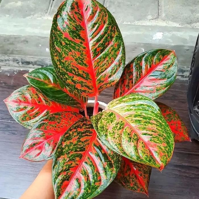 Aglaonema Yohana – Red Patterned Foliage Live Plant Grow in Pot