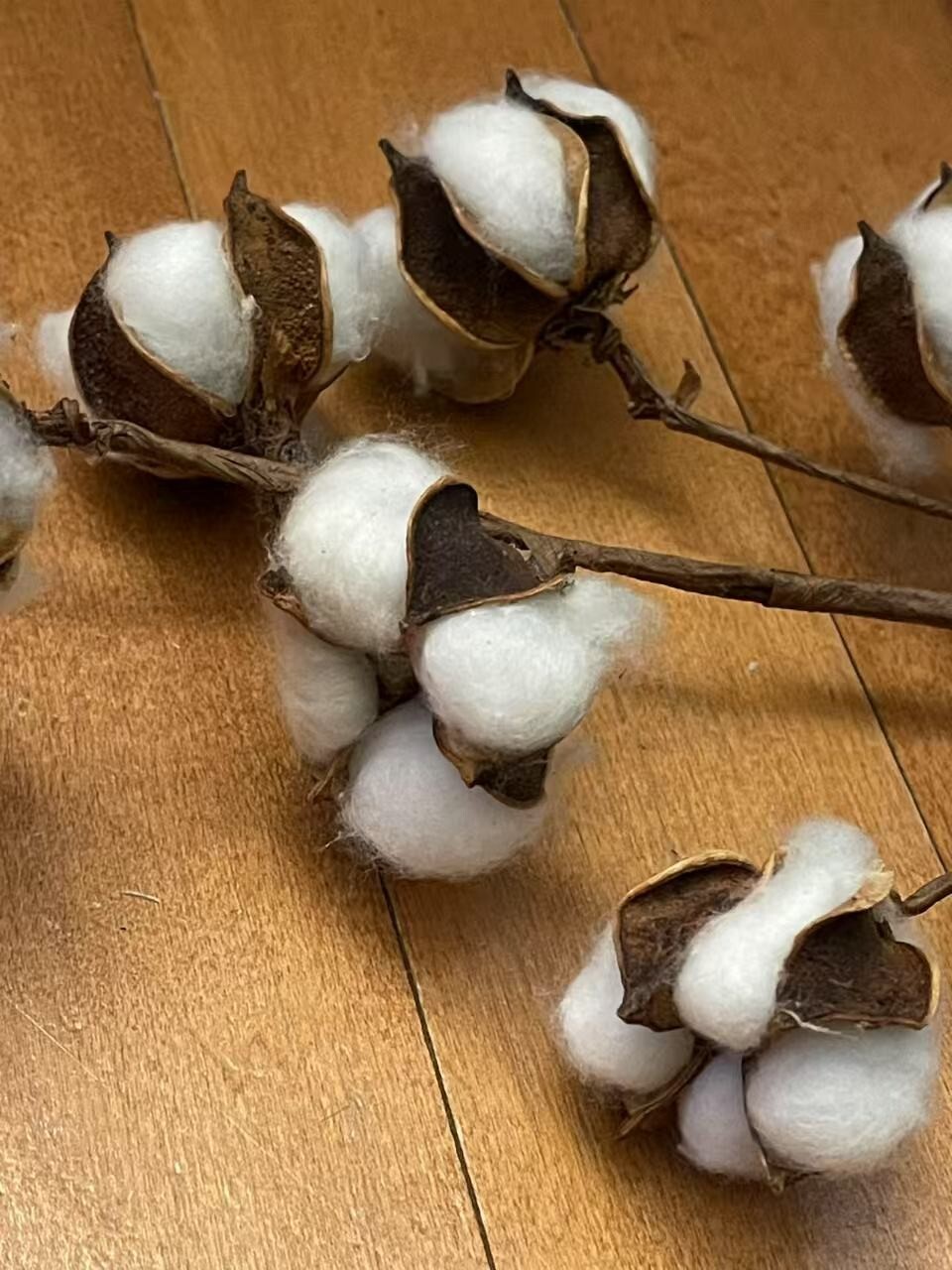 Cotton Stems Natural Dried Cotton Flower 6 Packs Total 60 Bolls Cotton Sprig