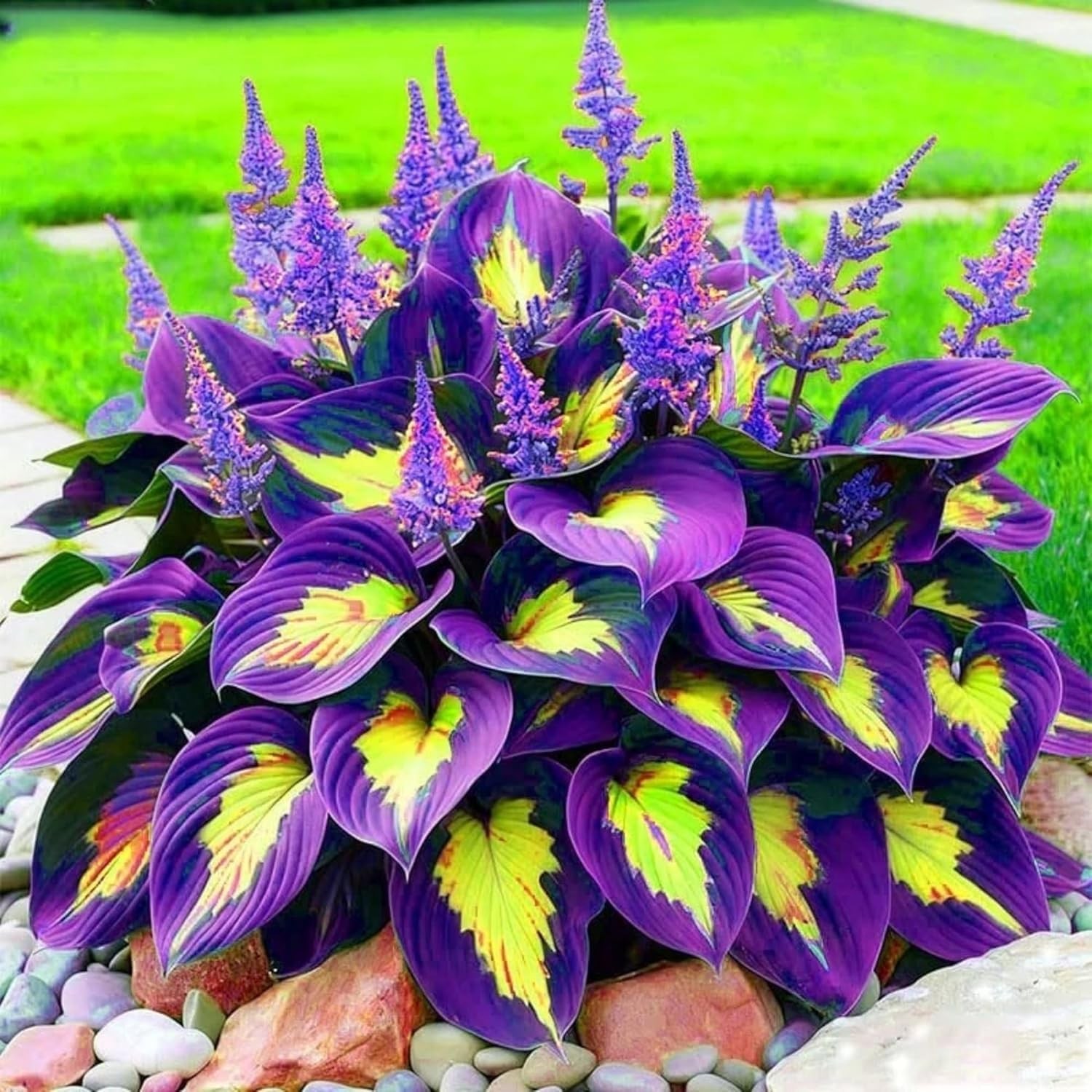 280+ Hosta Seeds for Planting Perennial Heart-Shaped Bare Roots –