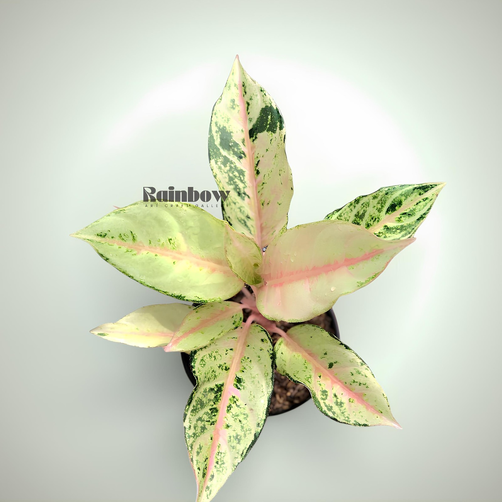 Aglaonema Frozen Beatiful Ornamental Plant