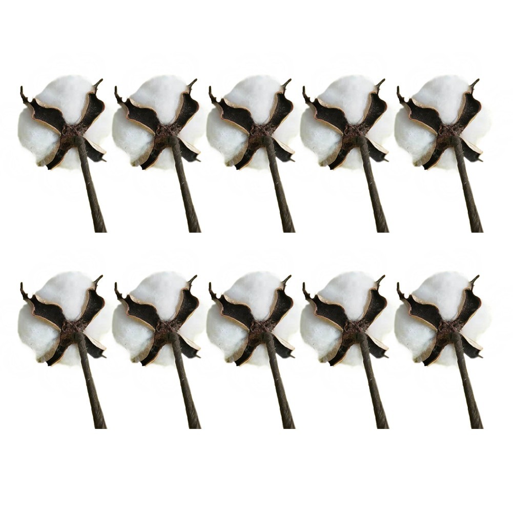 White Dried Cotton Flower Stems Natural for Wedding and Home Photography
