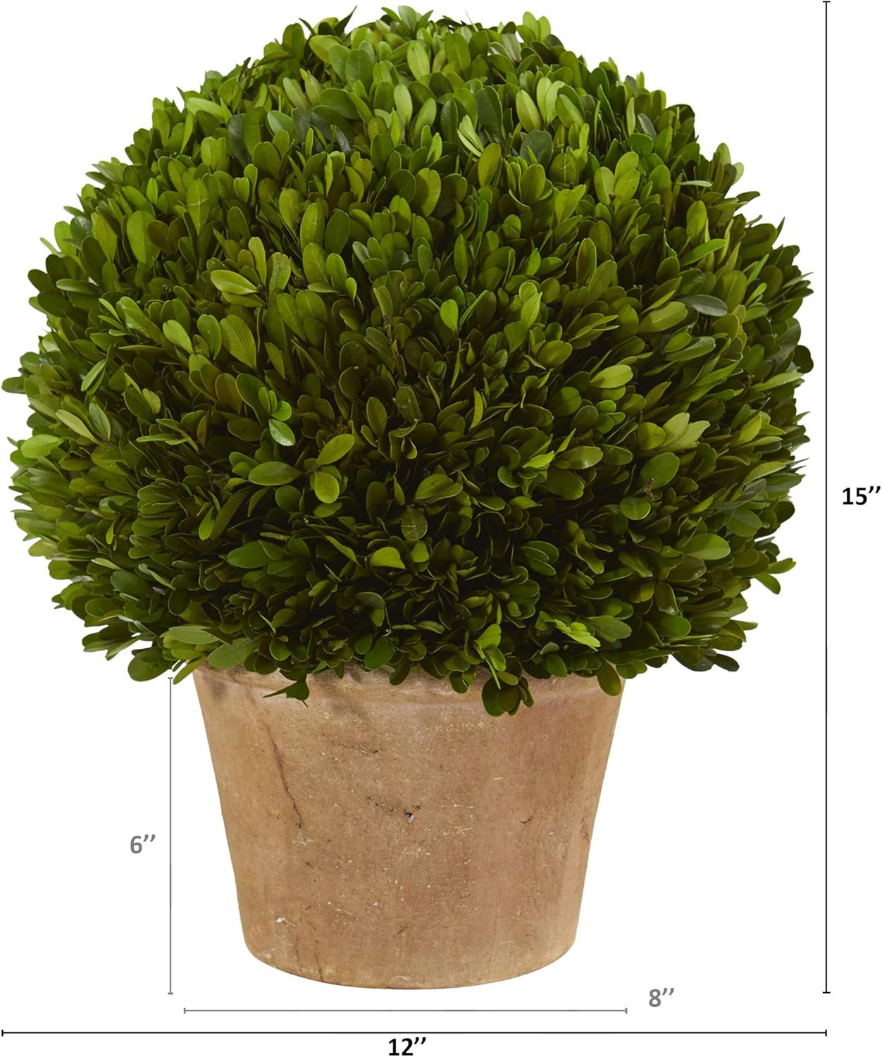 15-Inch Preserved Boxwood Ball Plant in Elegant Planter –