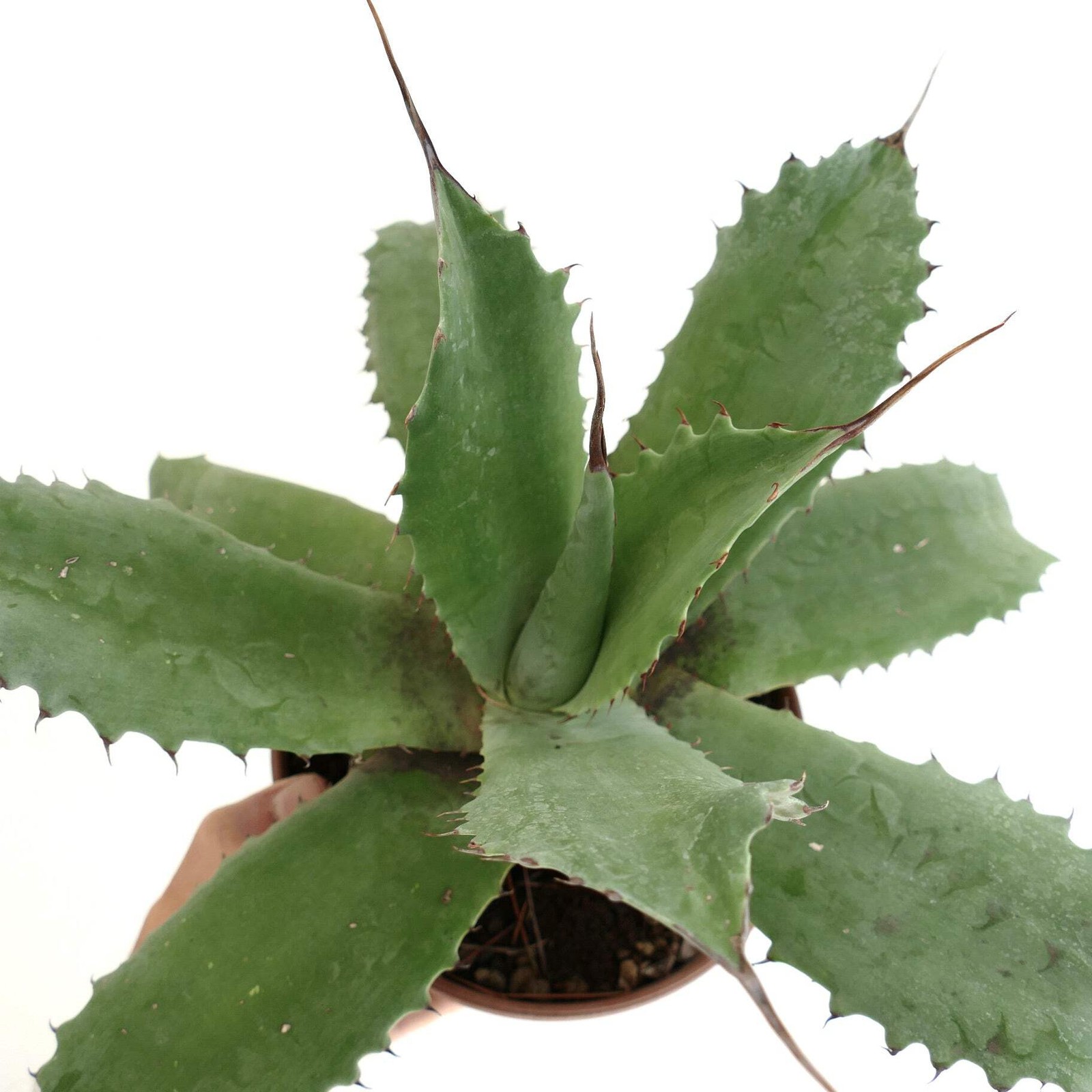 Agave marmorata x americana