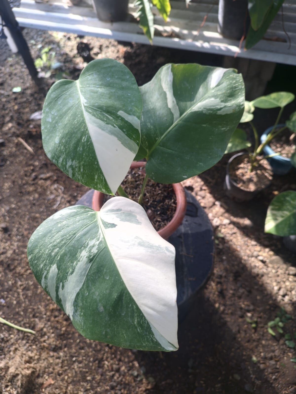 Real Pick Monstera White Tiger Variegated