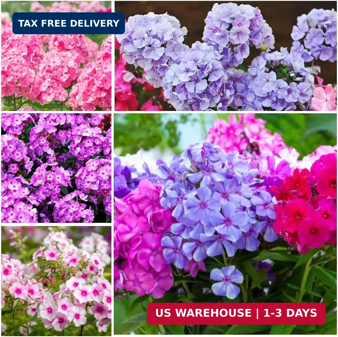 Mix Phlox Seeds, 1100+ Creeping Phlox Flower Non GMO Heirloom Seeds, Mixed Peren