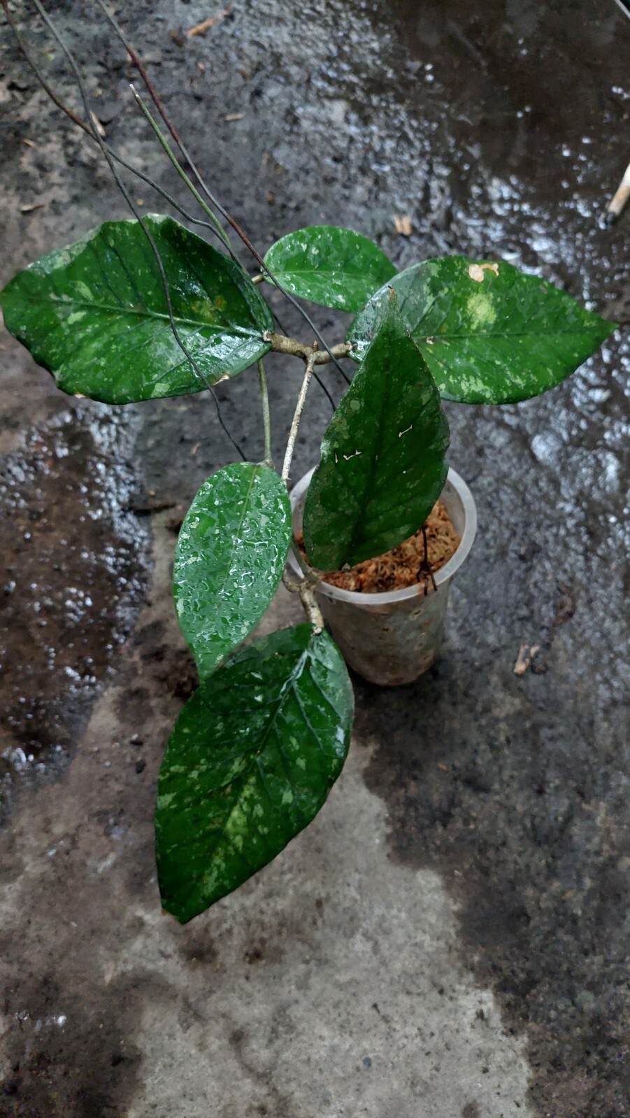 Promo Hoya Sp Aceh Very Rare Free phytosanitary Ship By DHL Express.