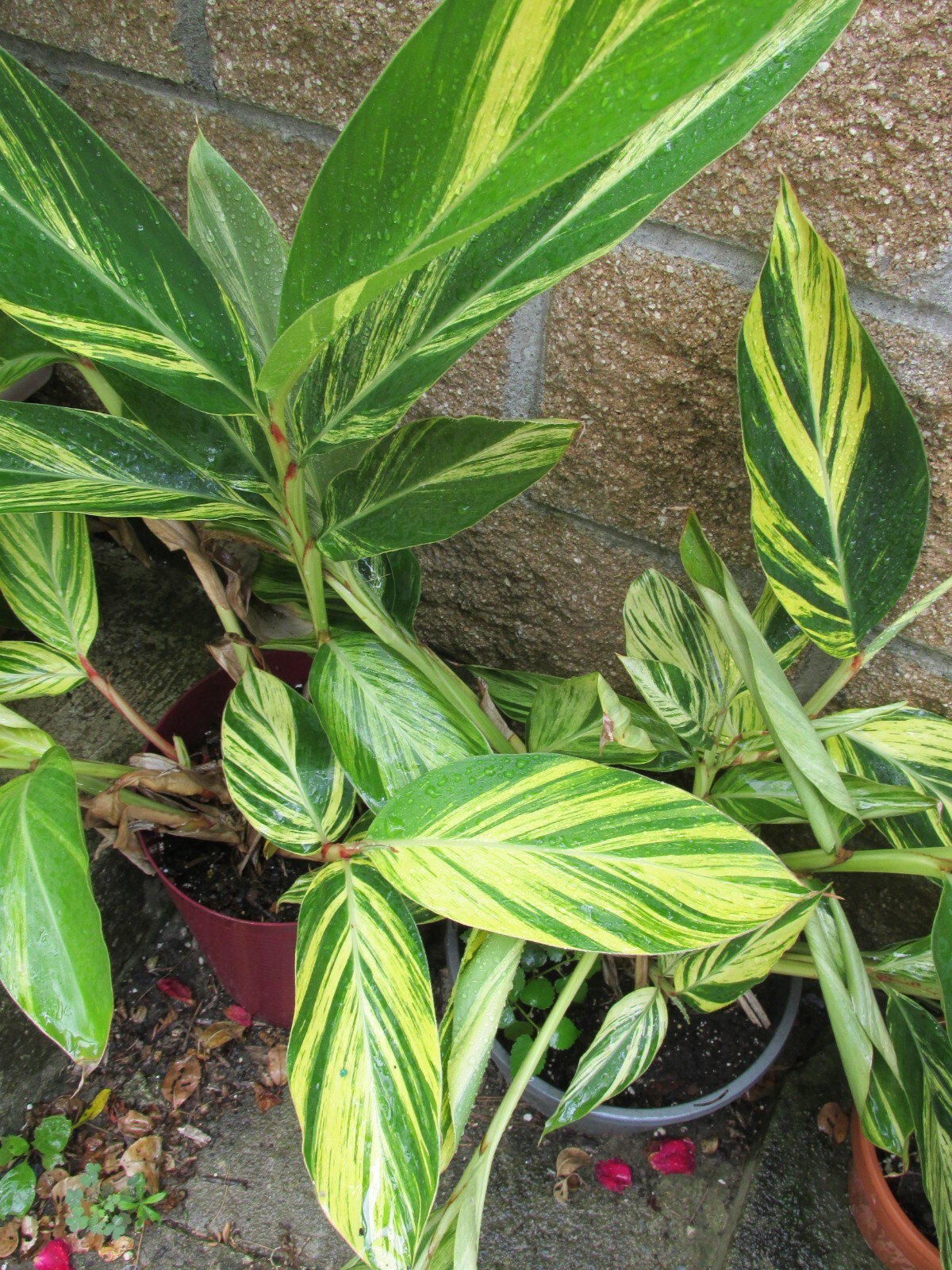 “”VARIGATED GINGER – ROOT CUTTING””