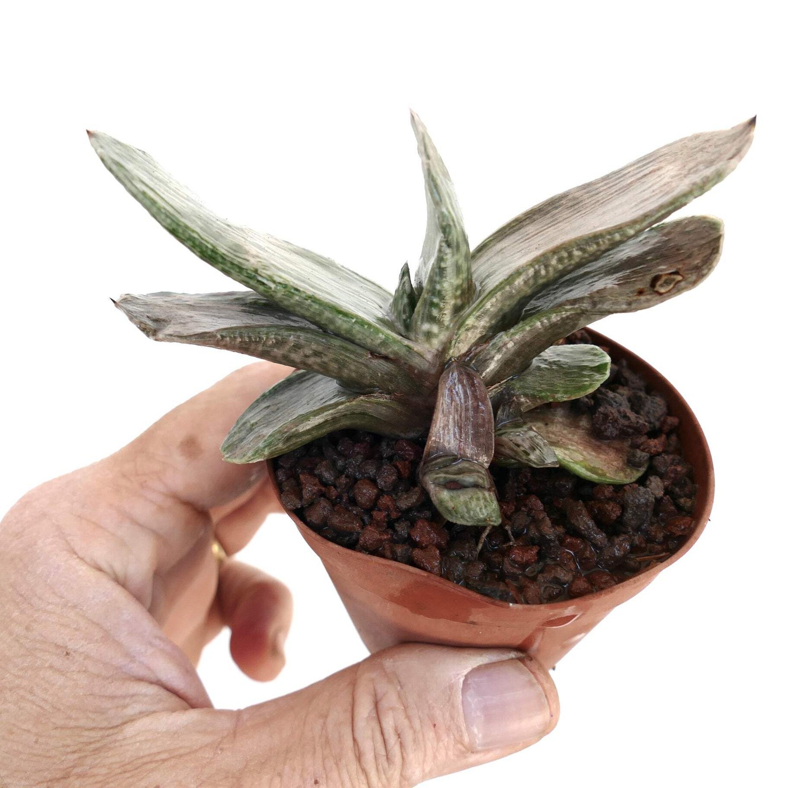 Gasteria cv ‘Marmorata’ – Ox tongue | Lawyer’s tongue