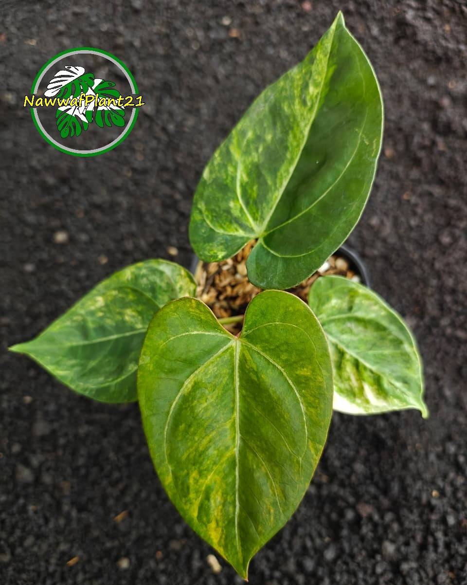 New Anthurium King Of Spades Variegated Hybrid Four Leaf Real Picture Price $680