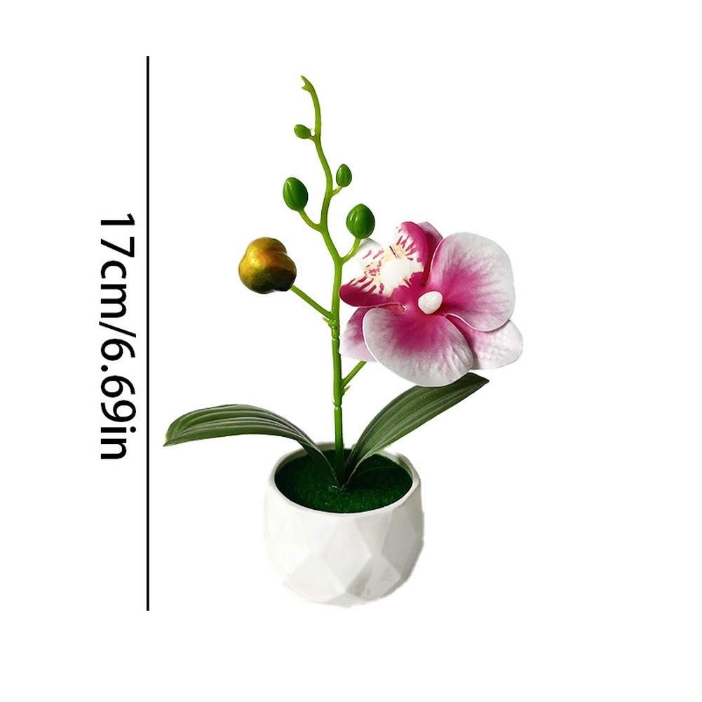 Phalaenopsis Floral Reproduction in Diamond Designed Pot for Contemporary Space