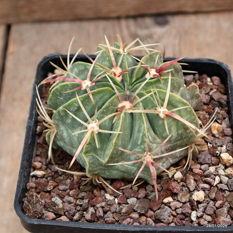 A1802 FEROCACTUS MACRODISCUS pot10-H6-W8 cm MaMa Cactus