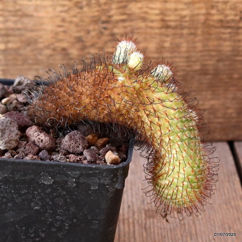 D4975 MAMMILLARIA PEREZDELAROSAE pot9-H11-W7 cm MaMa Cactus