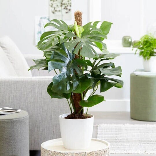 Large Monstera Deliciosa Tropical Split Leaf Plant 10″ Pot Indoor & Outdoor