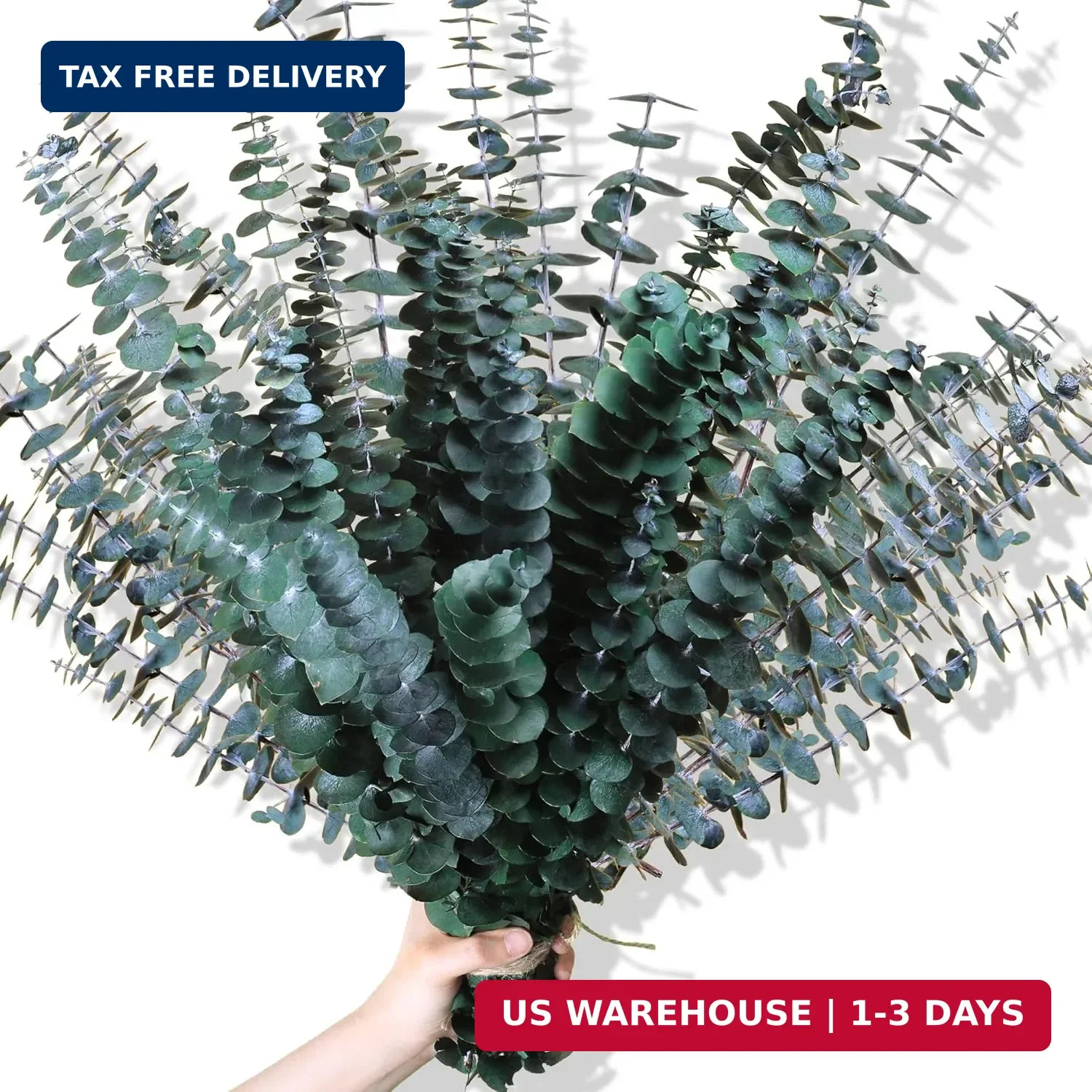 30Pcs Dried Eucalyptus Stems, 17″ Real Preserved Eucalyptus Plant for Shower, Fr