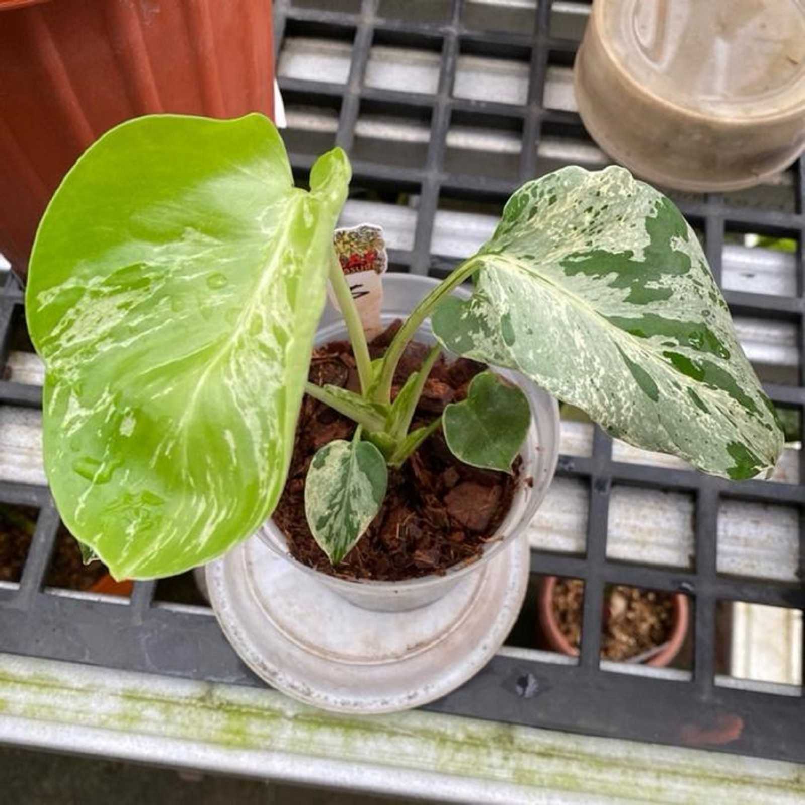 Rare Monstera Deliciosa Bulbasaur Variegated Mint Variegated Aroid Houseplant